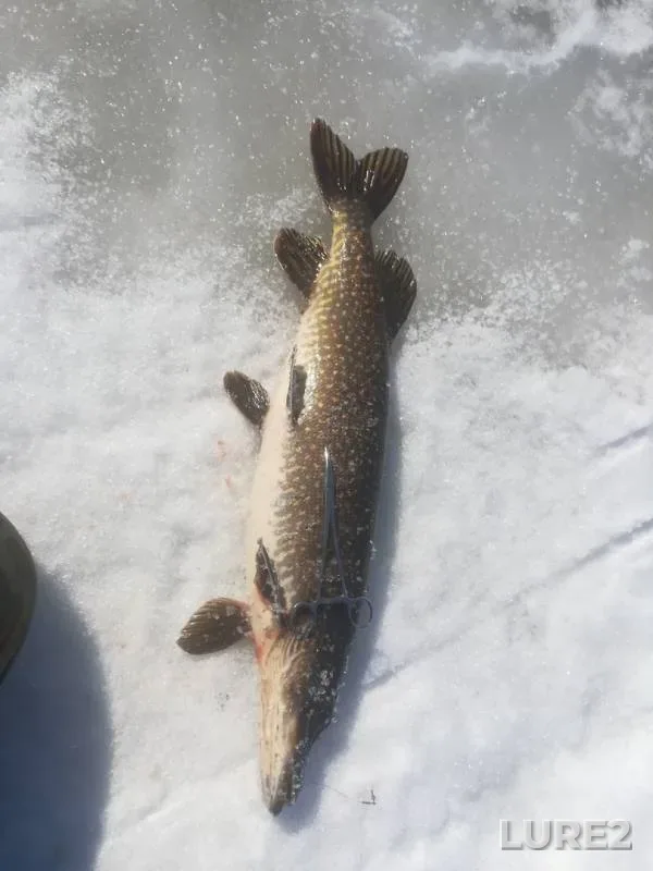 Perch, Pike — Khanty-Mansiyskiy avtonomnyy okrug — Yugra, Apr 11, 2019