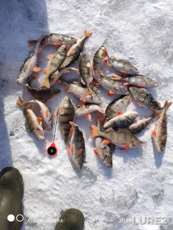 Perch — Khanty-Mansiyskiy avtonomnyy okrug — Yugra, Nefteyuganskiy rayon, Apr 18, 2019