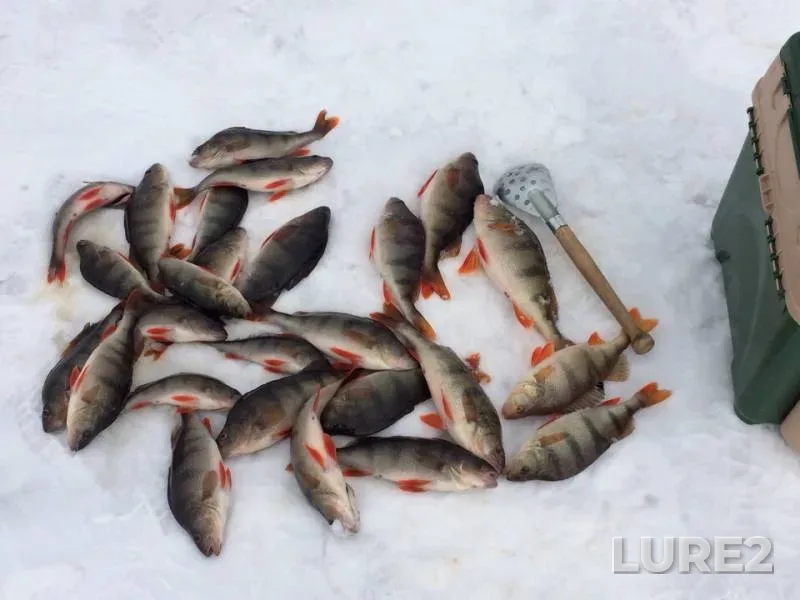Perch — Khanty-Mansiyskiy avtonomnyy okrug — Yugra, Apr 19, 2019