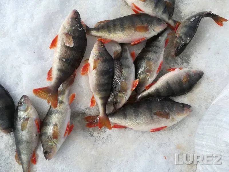 Perch — Khanty-Mansiyskiy avtonomnyy okrug — Yugra, Apr 25, 2019