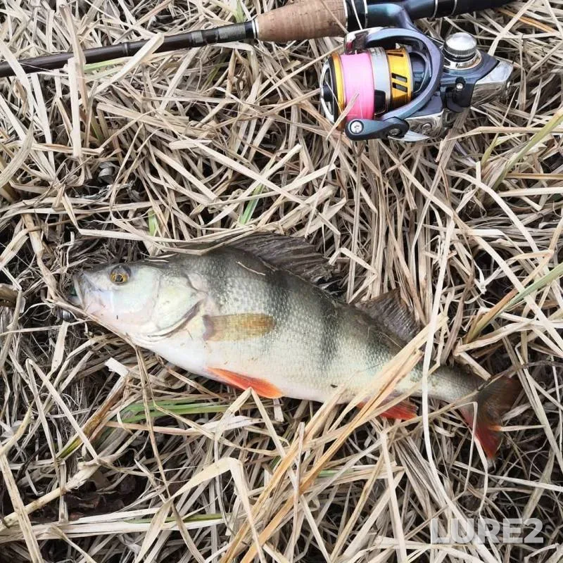 Perch — Khanty-Mansiyskiy avtonomnyy okrug — Yugra, May 26, 2019