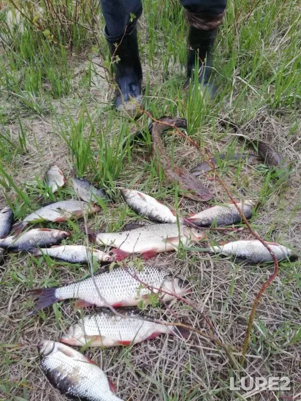 Burbot, Roach — Matusova Yama, Jun 03, 2019