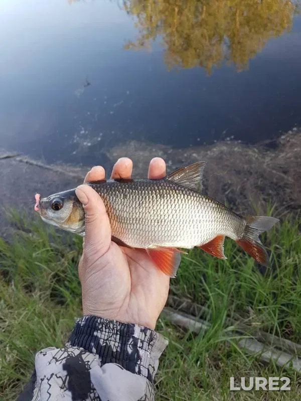 Ide, Perch — protoka Bardykovka, Jun 10, 2019