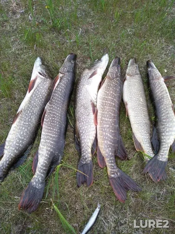 Pike — Minchimkina, Jun 12, 2019