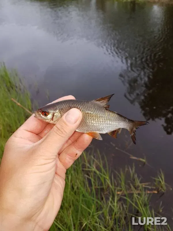 Roach — protoka Bardykovka, Jun 13, 2019