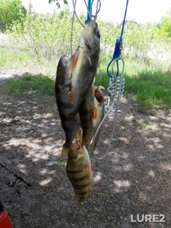 Perch — Samara, May 09, 2017