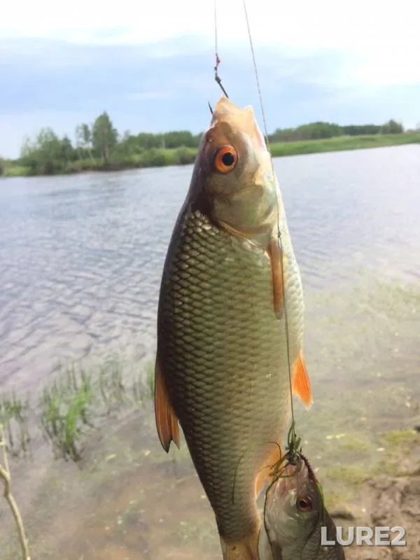Perch, Roach — Khanty-Mansiyskiy avtonomnyy okrug — Yugra, Jul 11, 2019
