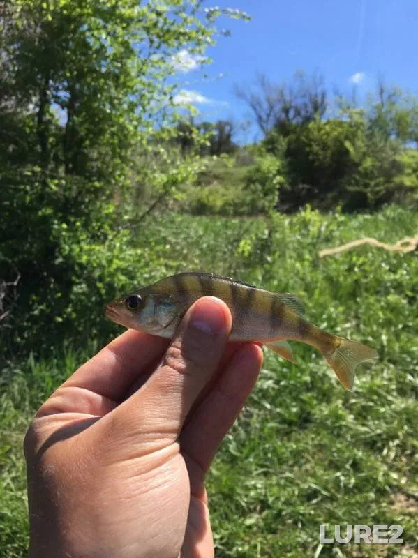 Perch, Pike — Dnіpropetrovska oblast, May 09, 2017