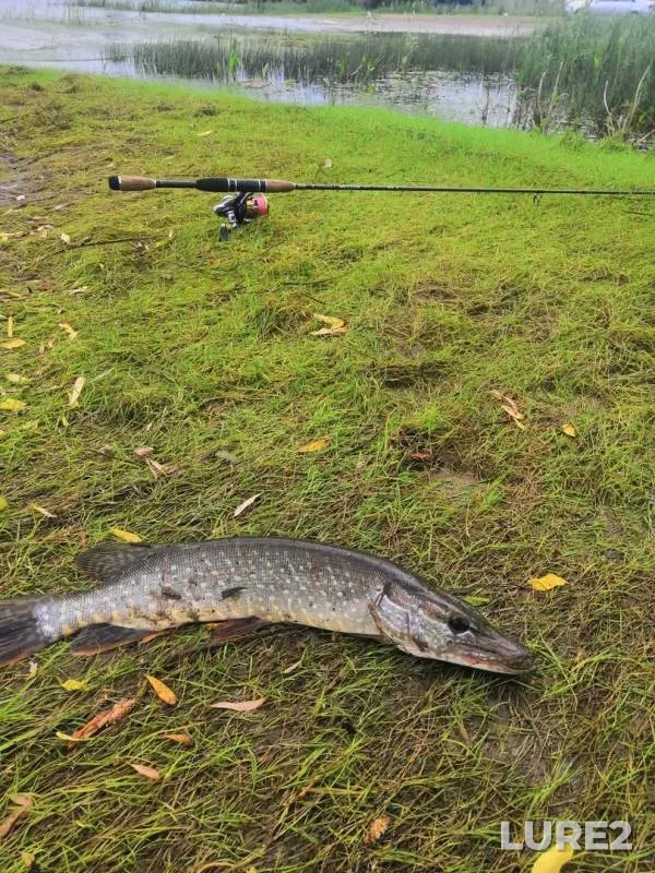 Perch, Pike — Khanty-Mansiyskiy avtonomnyy okrug — Yugra, Jul 17, 2019