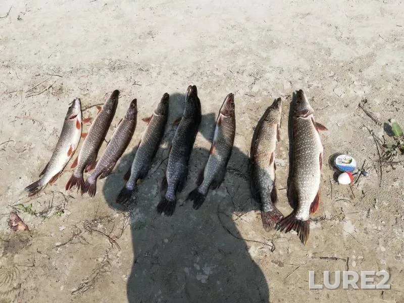 Pike — Lyamin, Jul 21, 2019