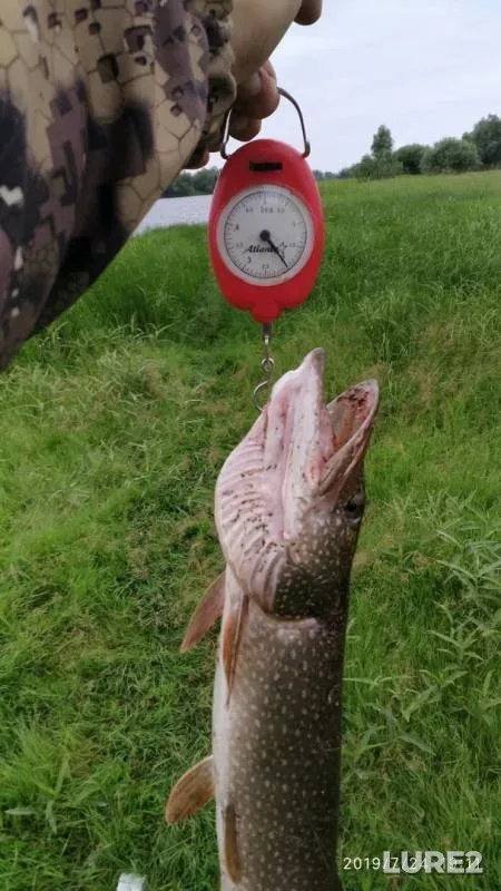 Pike — Khanty-Mansiyskiy avtonomnyy okrug — Yugra, Jul 24, 2019