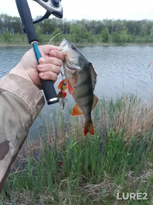 Perch, Pike — Orel, May 09, 2017