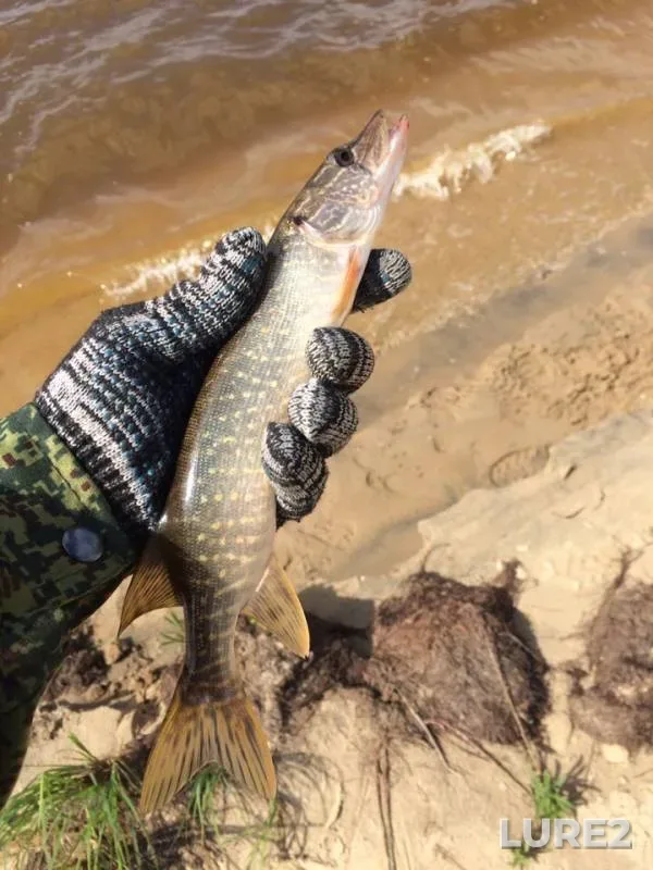 Pike — Kopan, Jul 27, 2019