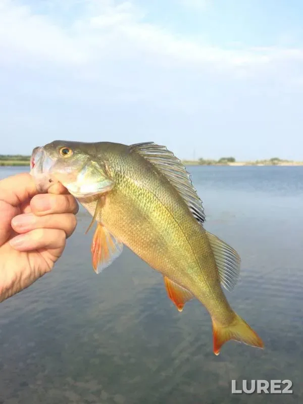 Perch — Khanty-Mansiyskiy avtonomnyy okrug — Yugra, Jul 30, 2019