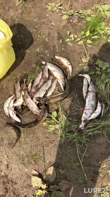 Pike — Khanty-Mansiyskiy avtonomnyy okrug — Yugra, Aug 01, 2019