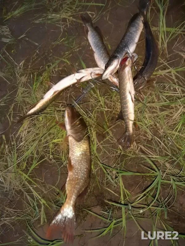 Pike — Kopan, Aug 06, 2019