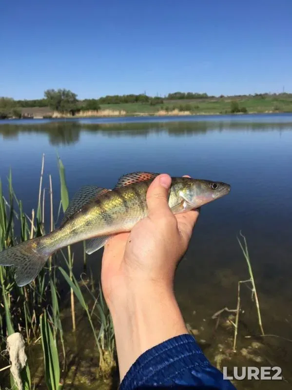 Perch, Pike — Dnіpropetrovska oblast, May 06, 2017