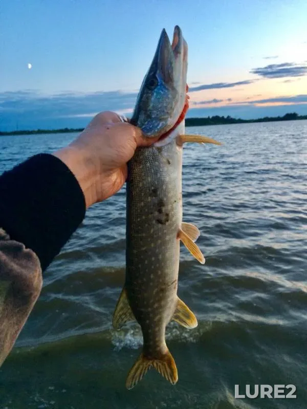 Pike — protoka Bardykovskaya, Aug 08, 2019