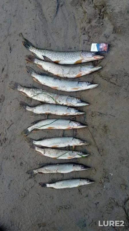 Pike — protoka Syroy Agan, Aug 10, 2019
