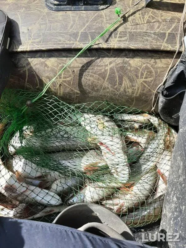 Pike — protoka Pokomas, Aug 11, 2019