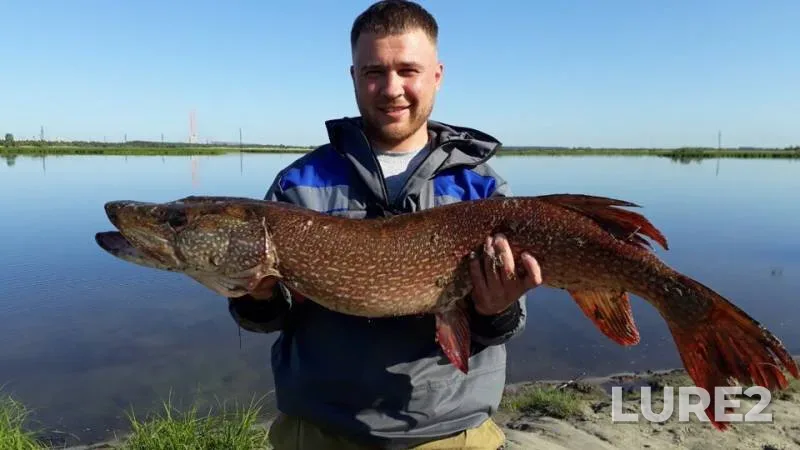 Pike — Khanty-Mansiyskiy avtonomnyy okrug — Yugra, Nefteyuganskiy rayon, Aug 11, 2019