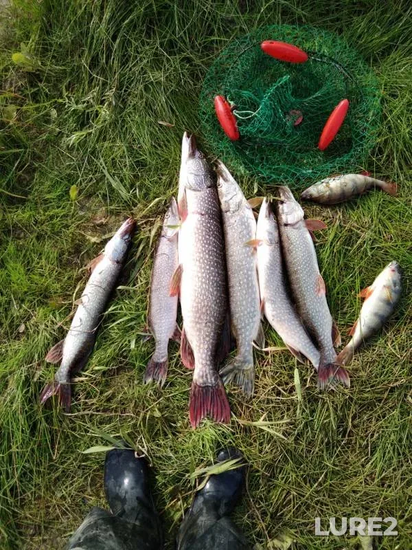 Perch, Pike — Ob, Aug 19, 2019