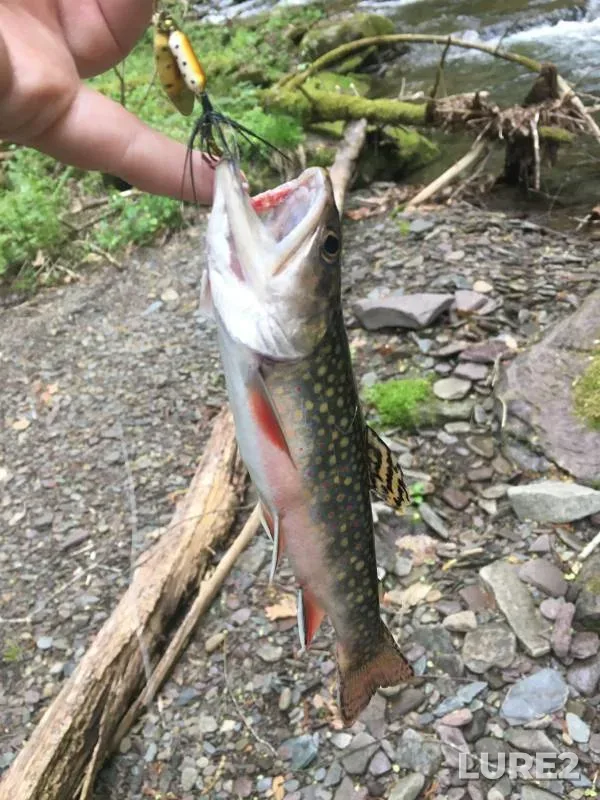Brook trout — Pennsylvania, Tioga County, Jun 17, 2017, 8:25 PM