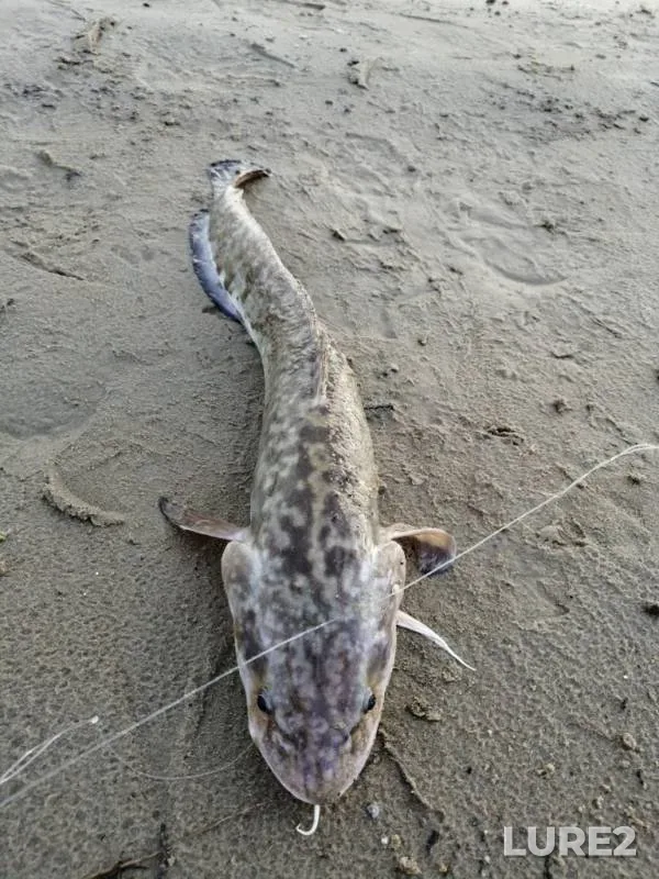 Burbot — protoka Krivulya, Aug 29, 2019