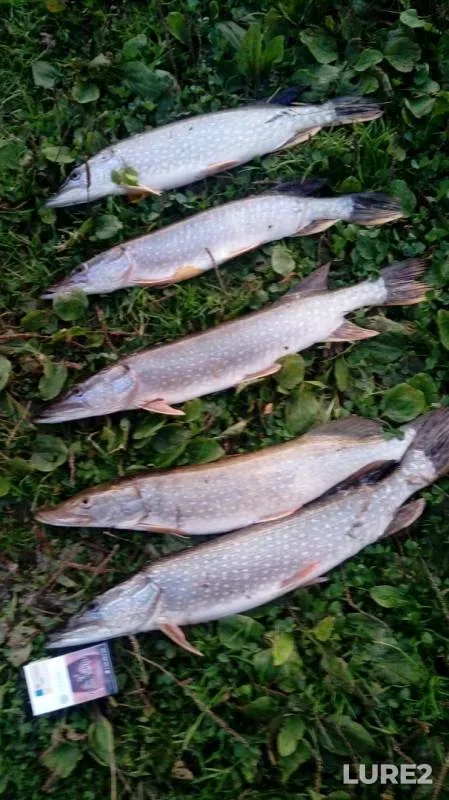 Pike — protoka Bolshaya Yuganskaya, Sep 04, 2019