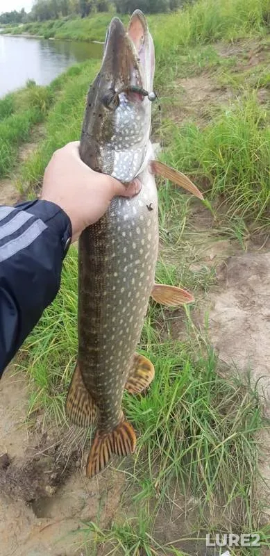 Perch, Pike — Khanty-Mansiyskiy avtonomnyy okrug — Yugra, Sep 06, 2019
