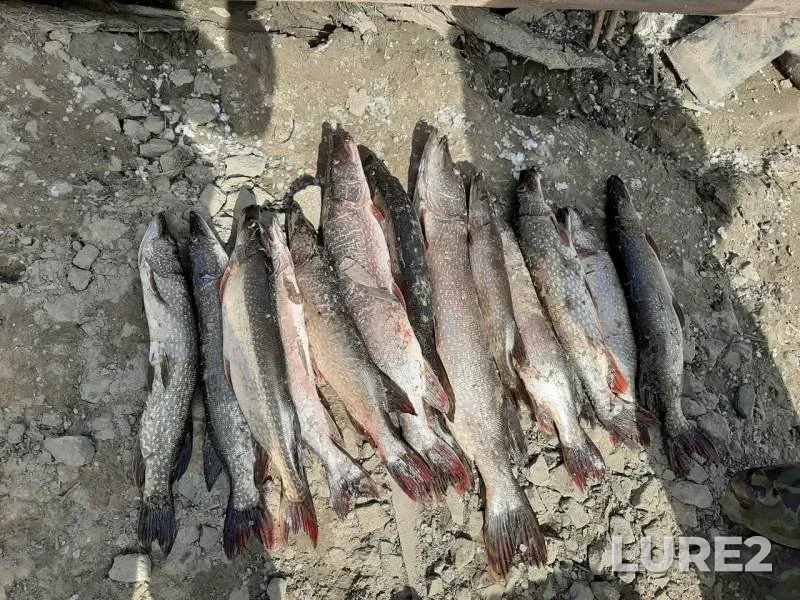 Pike — Yuganskaya Ob, Sep 08, 2019