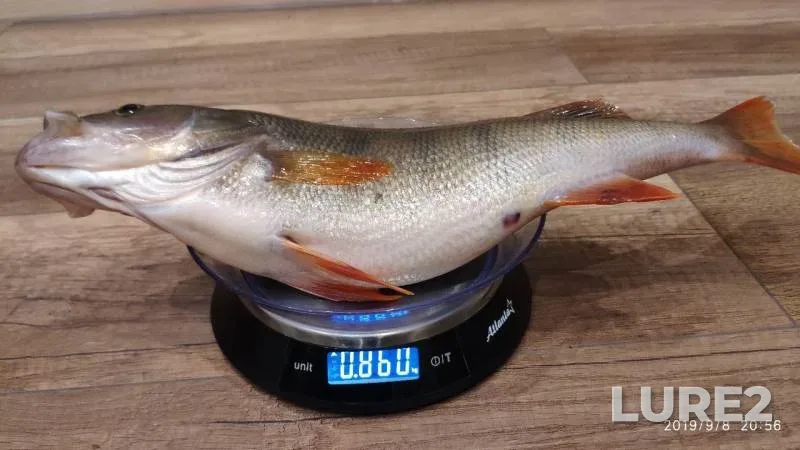 Perch — Tundrinskaya Kurya, Sep 08, 2019