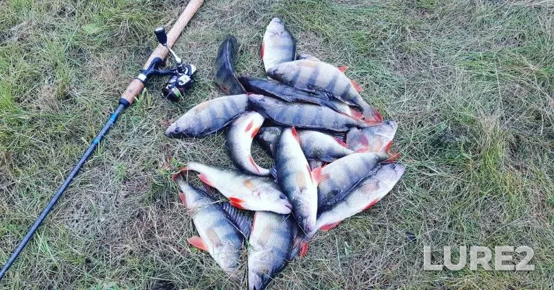 Perch — Khanty-Mansiyskiy avtonomnyy okrug — Yugra, Nefteyuganskiy rayon, Sep 13, 2019