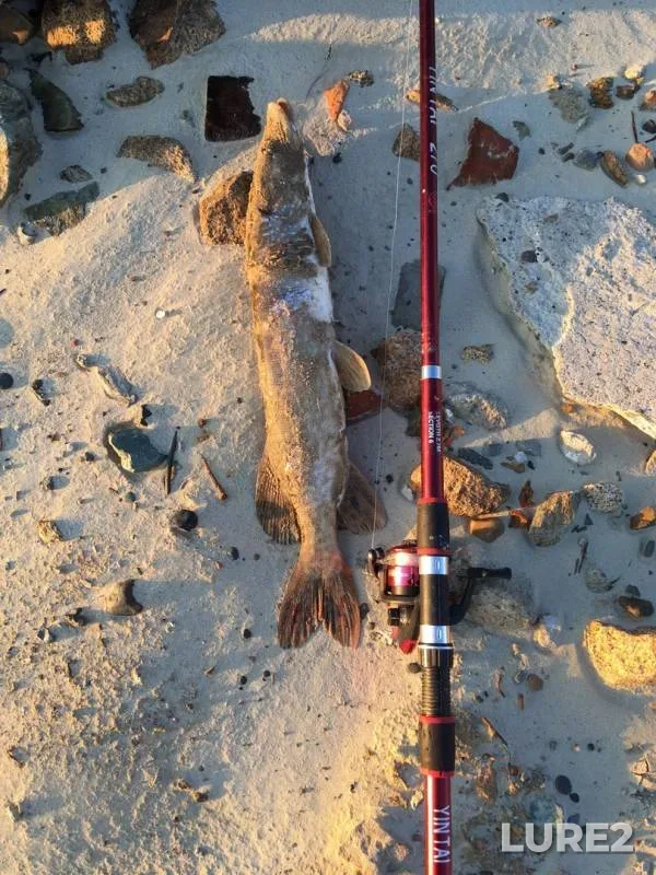 Pike — Malenkaya, Oct 07, 2019
