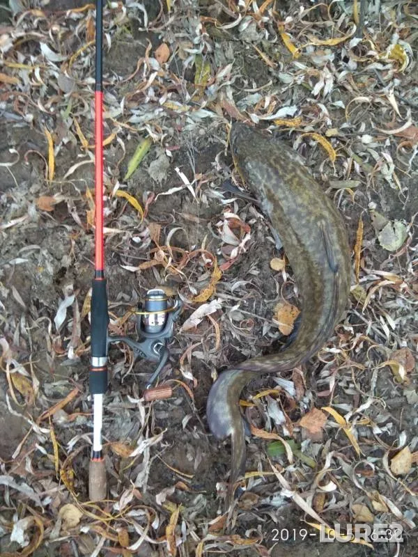 Burbot — Khanty-Mansiyskiy avtonomnyy okrug — Yugra, Oct 09, 2019