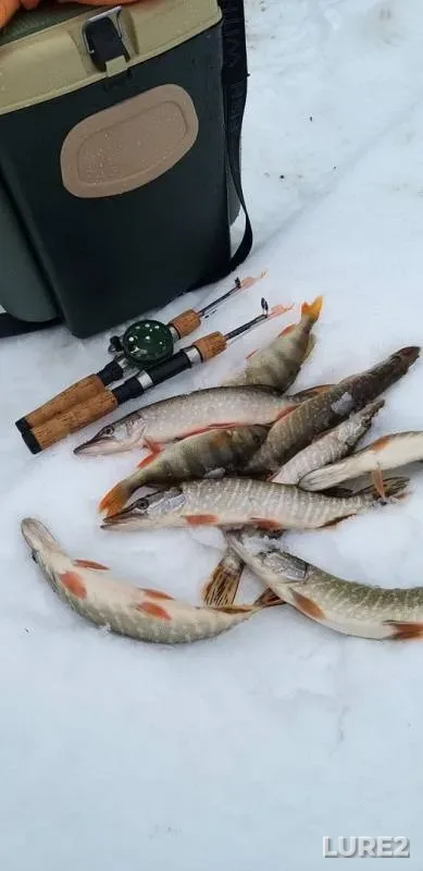 Perch, Pike — protoka Syroy Agan, Nov 07, 2019