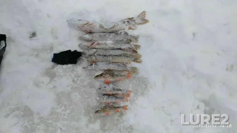 Perch, Pike — Tundrinskaya Kurya, Nov 17, 2019