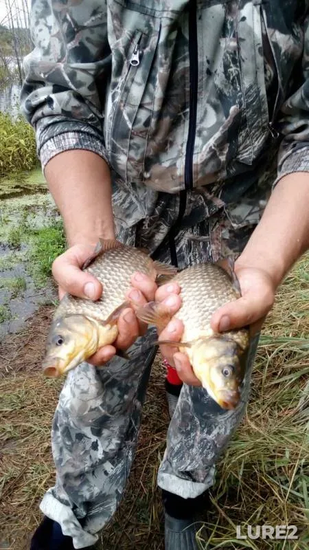Crucian carp — Udmurtskaya Respublika, Yukamenskiy rayon, Aug 28, 2017