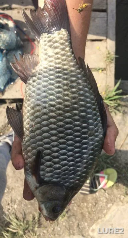 Crucian carp — Baranovskoye, Oct 28, 2018