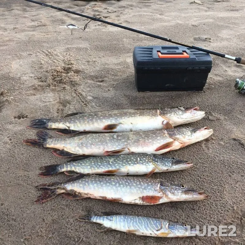 Pike — Sukhona, Jun 22, 2018