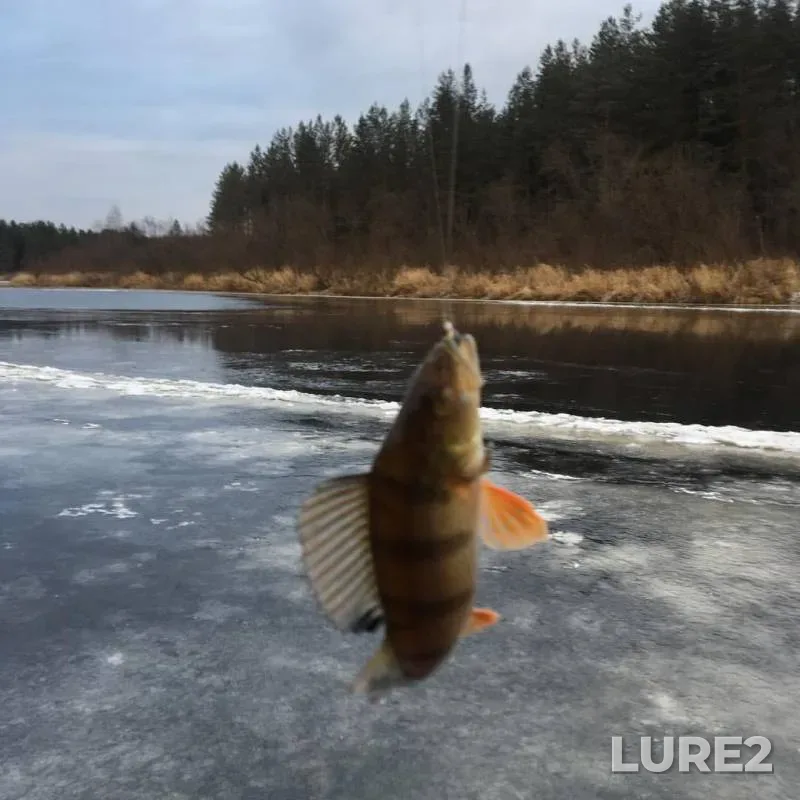 Perch — Vaga, Nov 13, 2018