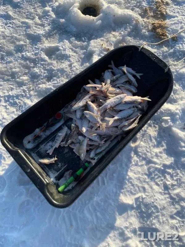 Perch, Roach — Irtysh, Nov 14, 2019