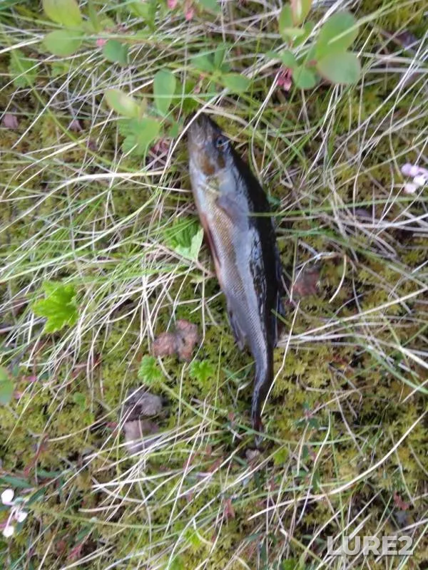 Perch — Murmanskaya oblast, Kolskiy rayon, Jun 28, 2019