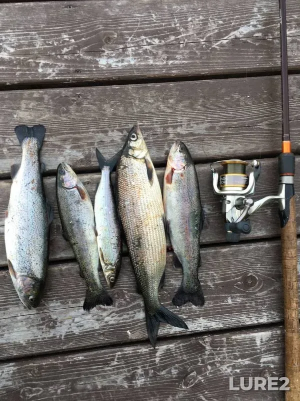 Rainbow trout — Sholgoch, Jun 19, 2019