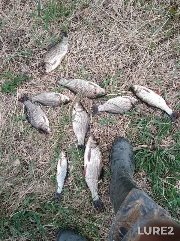 Crucian carp, Ide — Chushimka, May 13, 2019