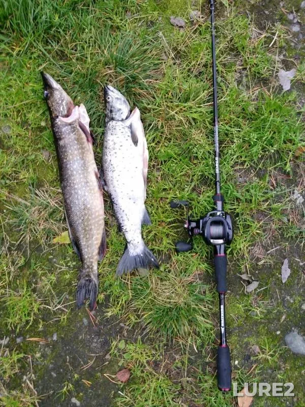 Pike — Verkhnetulomskoye, Sep 09, 2019