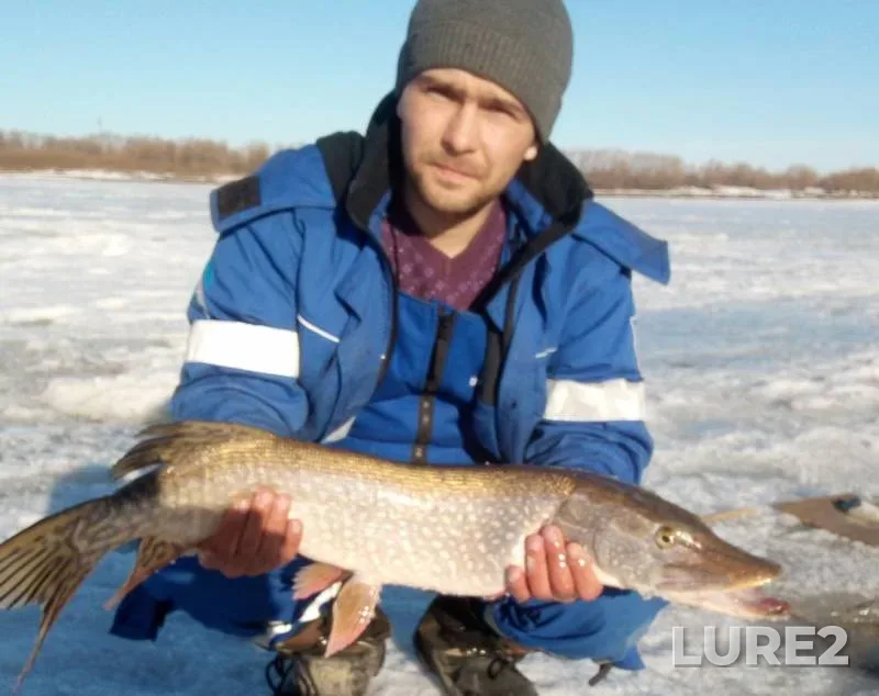 Burbot, Ide — Irtysh, Apr 06, 2019