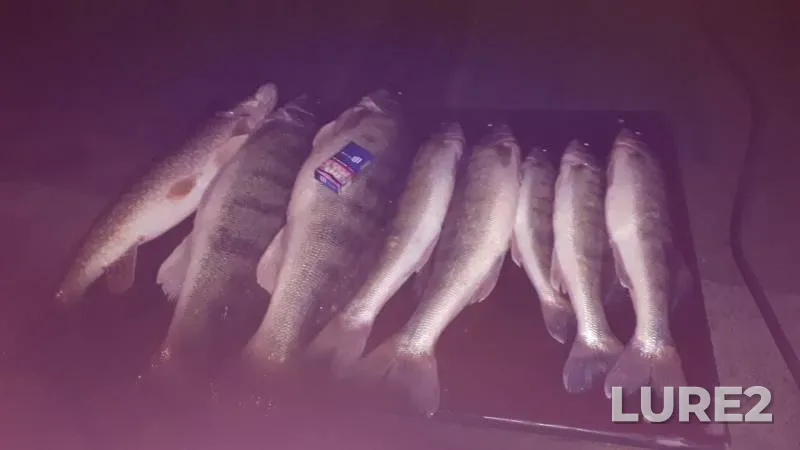 Pike, Zander — Volga, Nov 09, 2019
