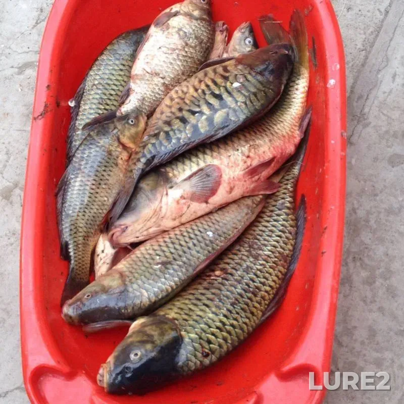 Crucian carp — Volga, Dec 29, 2015