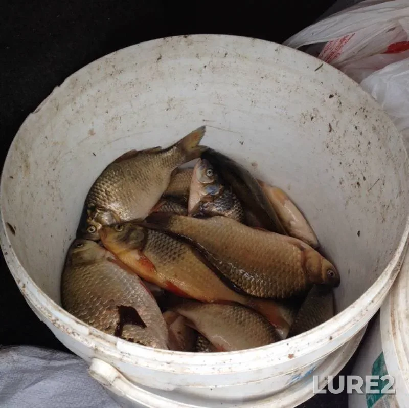 Crucian carp — Respublika Bashkortostan, Jul 29, 2018